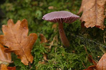 Amethyst Deceiver